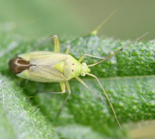 Réf. 259 786 : Closterotomus norwegicus